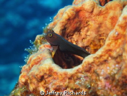 This blenny picture was captured in Dominica in November ... by Jeffrey Richards 